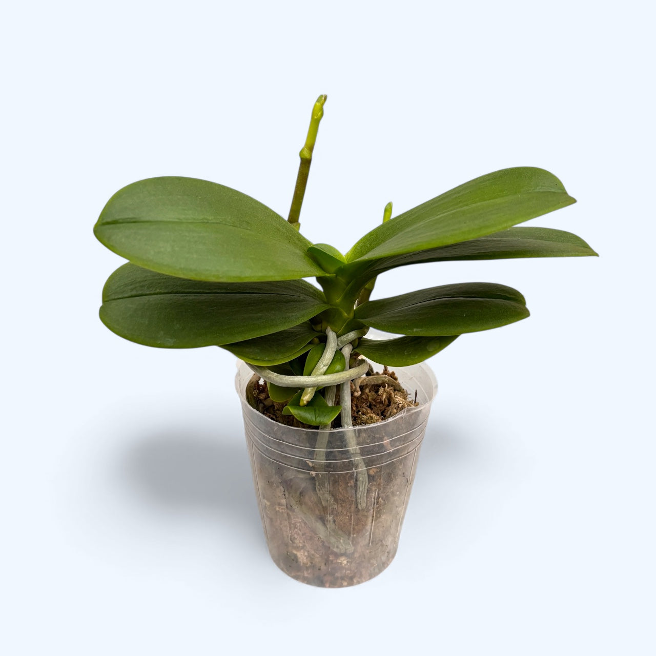 Phalaenopsis Lianher Happy Go (peloric)