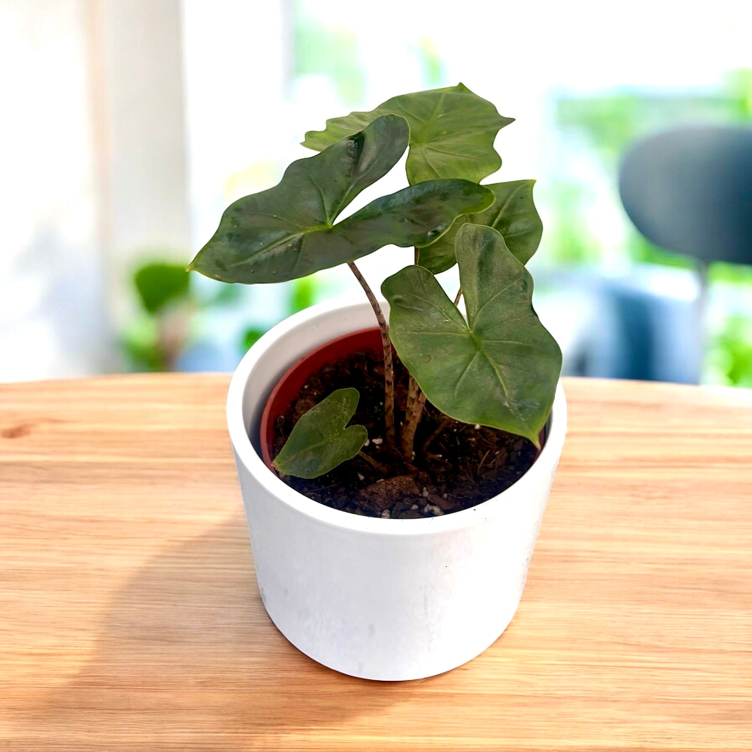 Alocasia nycteris 'Bat Wing' - frumusete tropicala cu frunze in forma de aripi