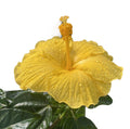 Hibiscus rosa-sinensis Sunny Bari