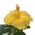 Hibiscus rosa-sinensis Sunny Bari