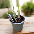 Iris reticulata ‘Purple Gem’ - iris pitic de primavara mov