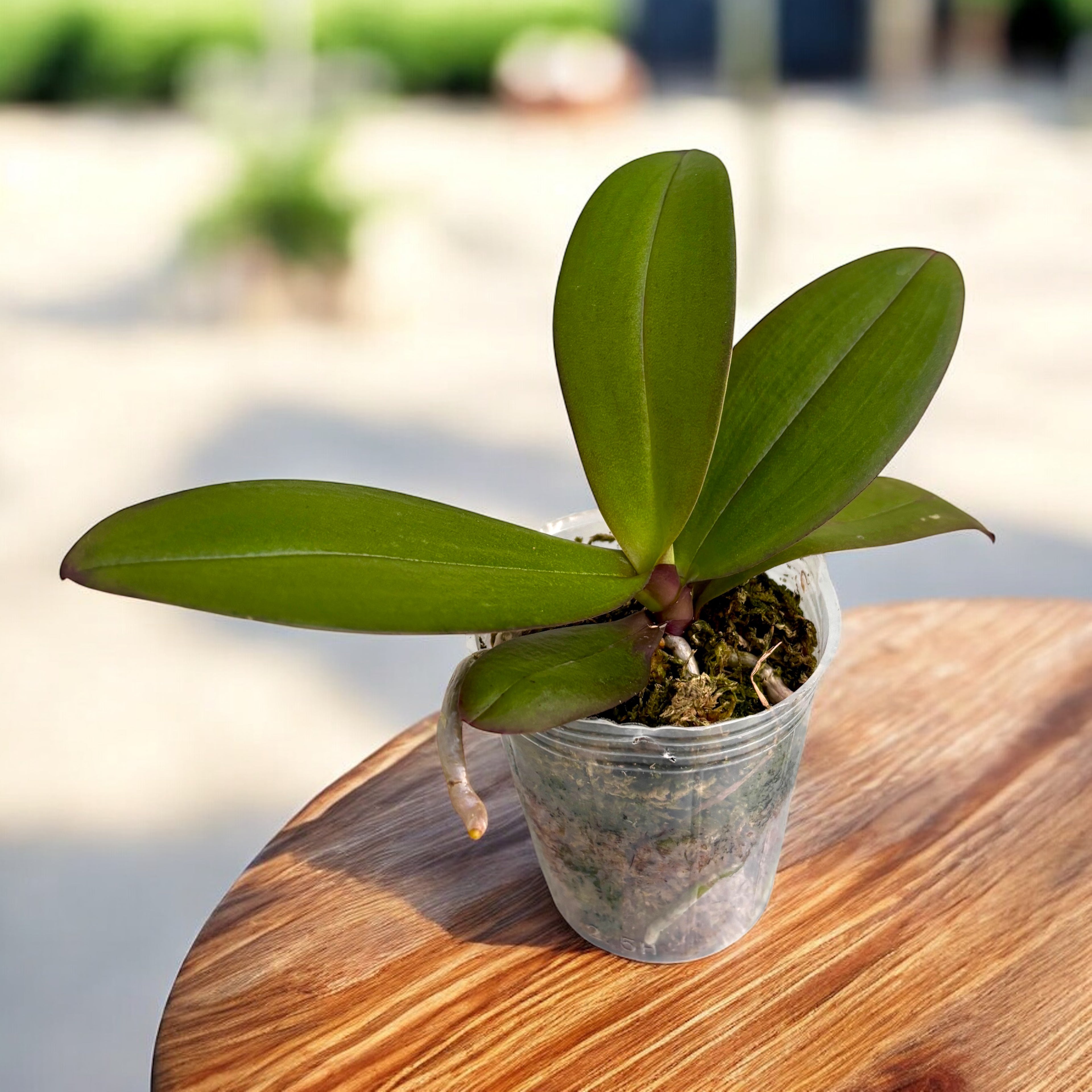 Phal. [Tying Shin Schwalbe × (Yaphon Große Maus × Fushengs Brautkleid)] '1214'