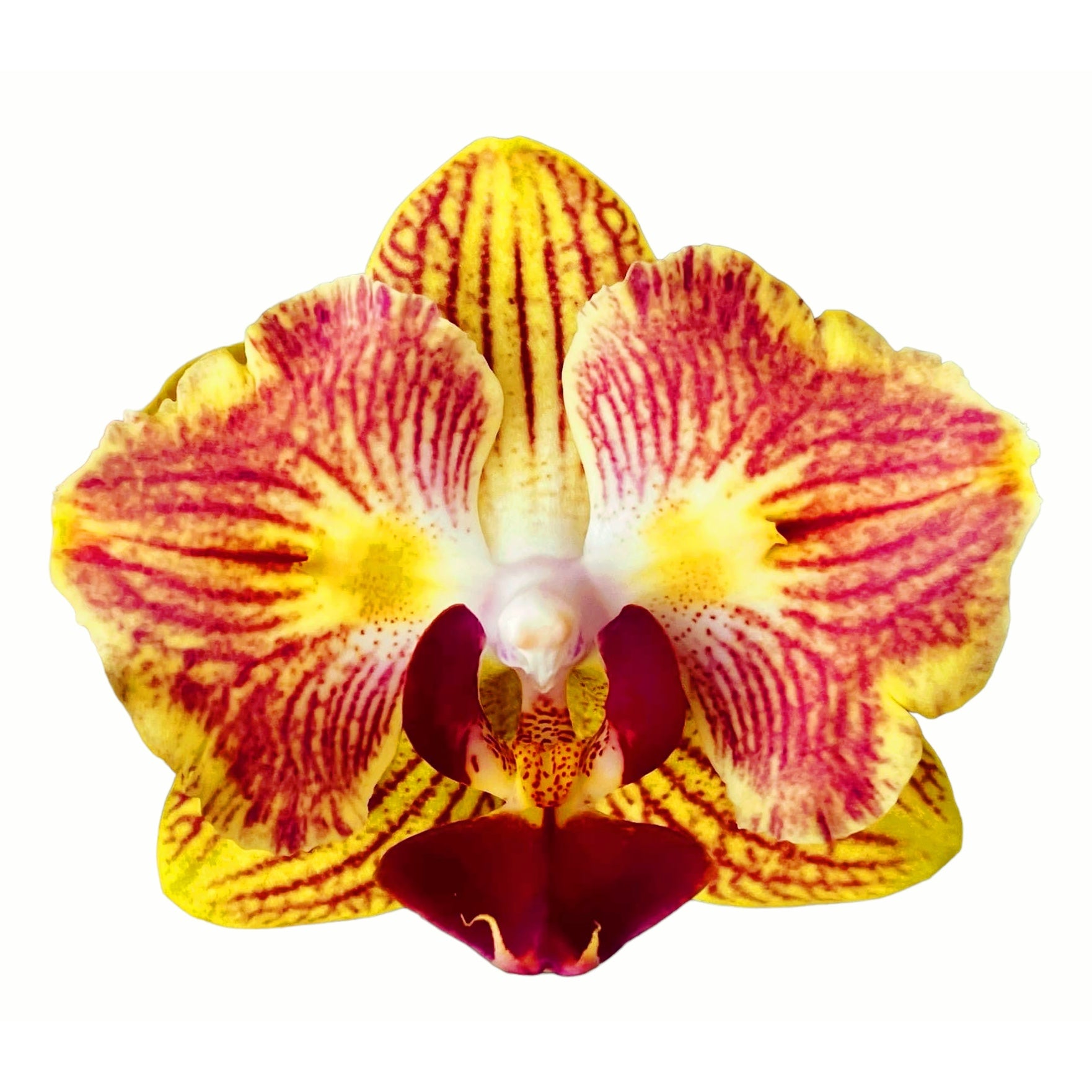 Phalaenopsis Fuller's Gold Stripe '458' (pélorique - papillon)