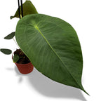 Anthurium peltigerum - specie botanica rara cu frunze texturate si aspect exotic
