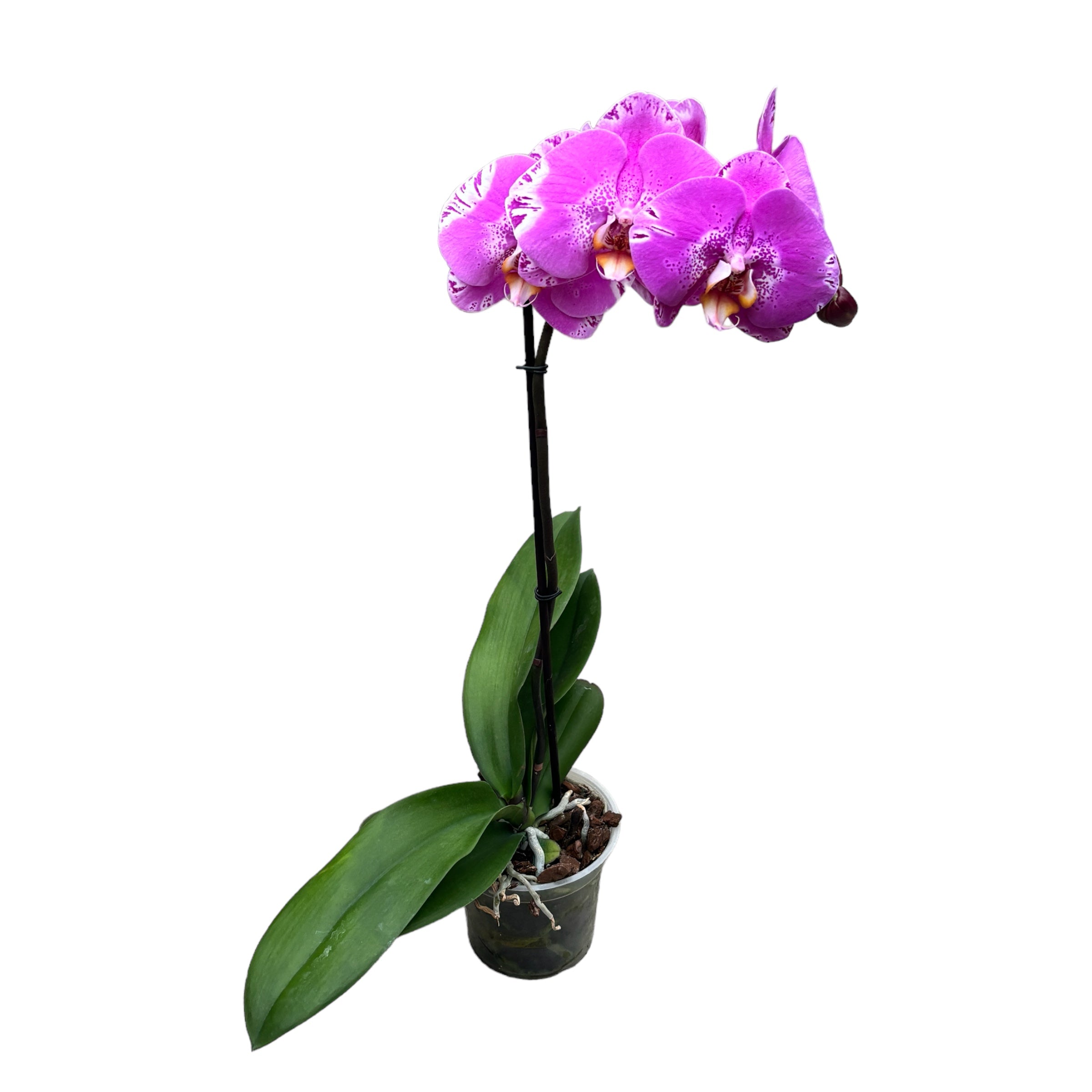Phalaenopsis Victoria - floarea XXL – Secret Garden Plant Shop