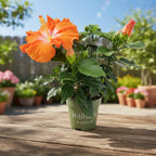 Hibiscus rosa-sinensis ‘Pomona’ – hibiscus tropical cu flori portocalii, centru luminos