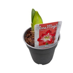 Cserepes liliomgumók (Amarilis) vegyesen