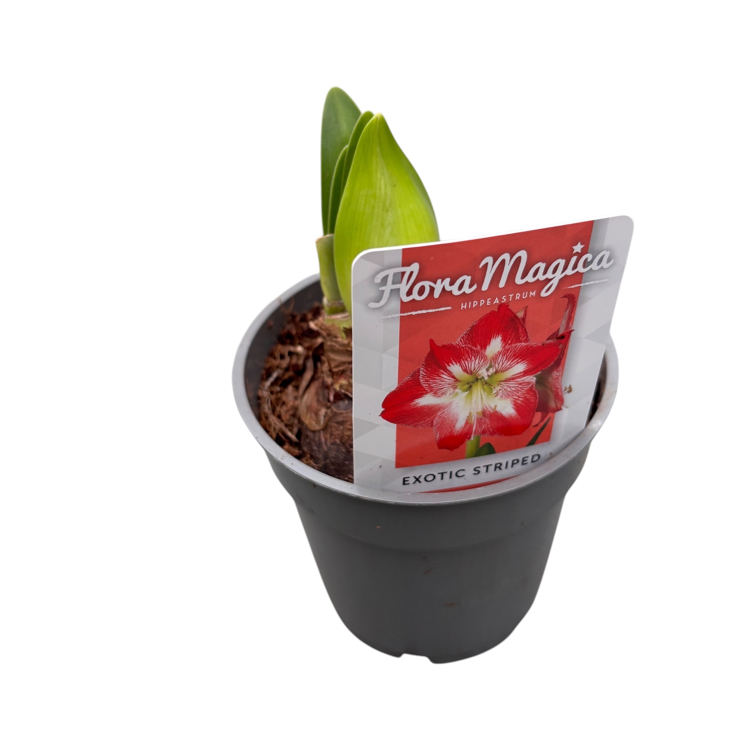 Bulbi Crin la ghiveci (Amarilis) mix