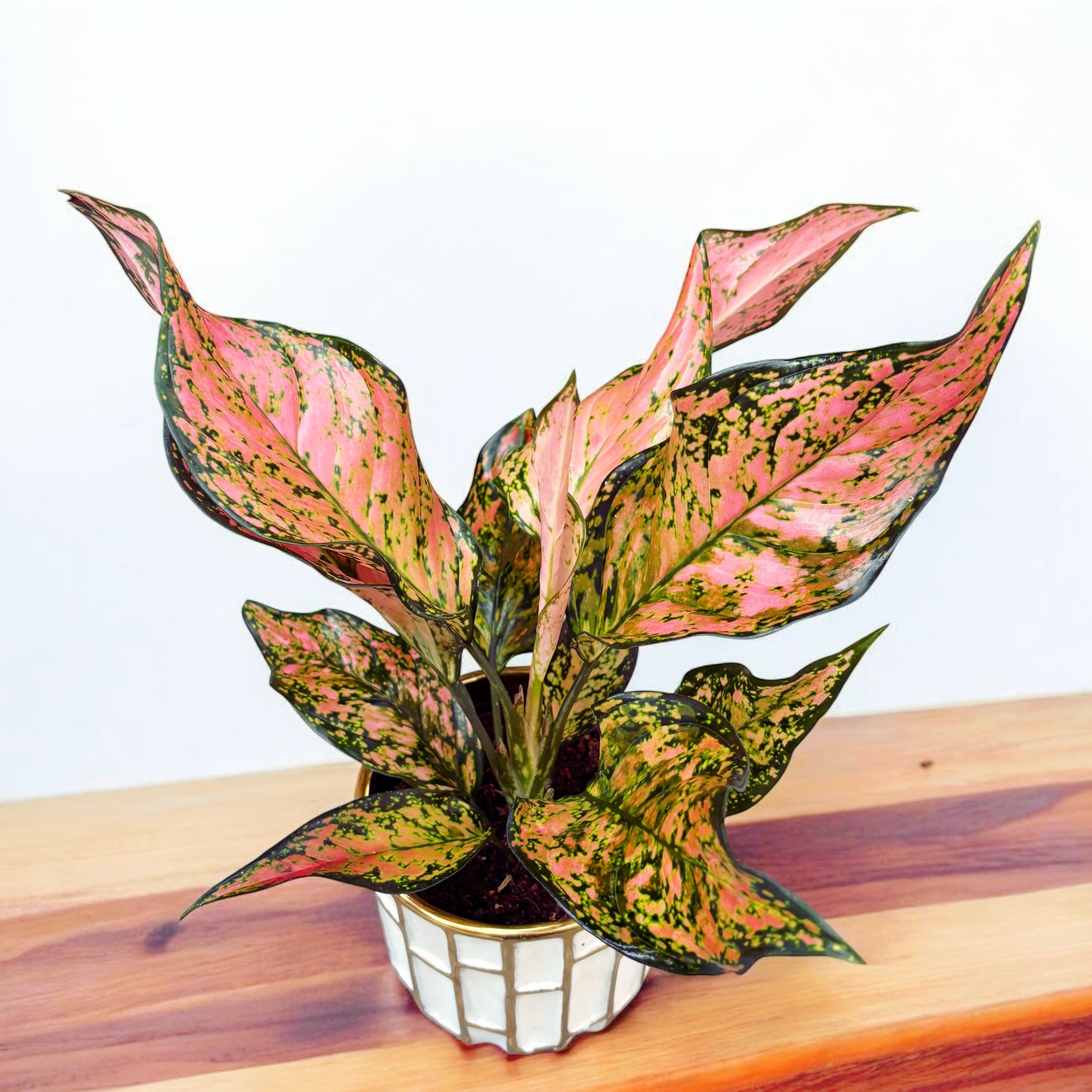 Aglaonema 'Pink Dolphin'
