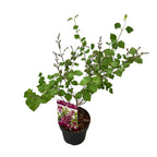 Liliac cu infloriri repetate - Syringa 'Bloomerang Dark Purple' - flori foarte parfumate