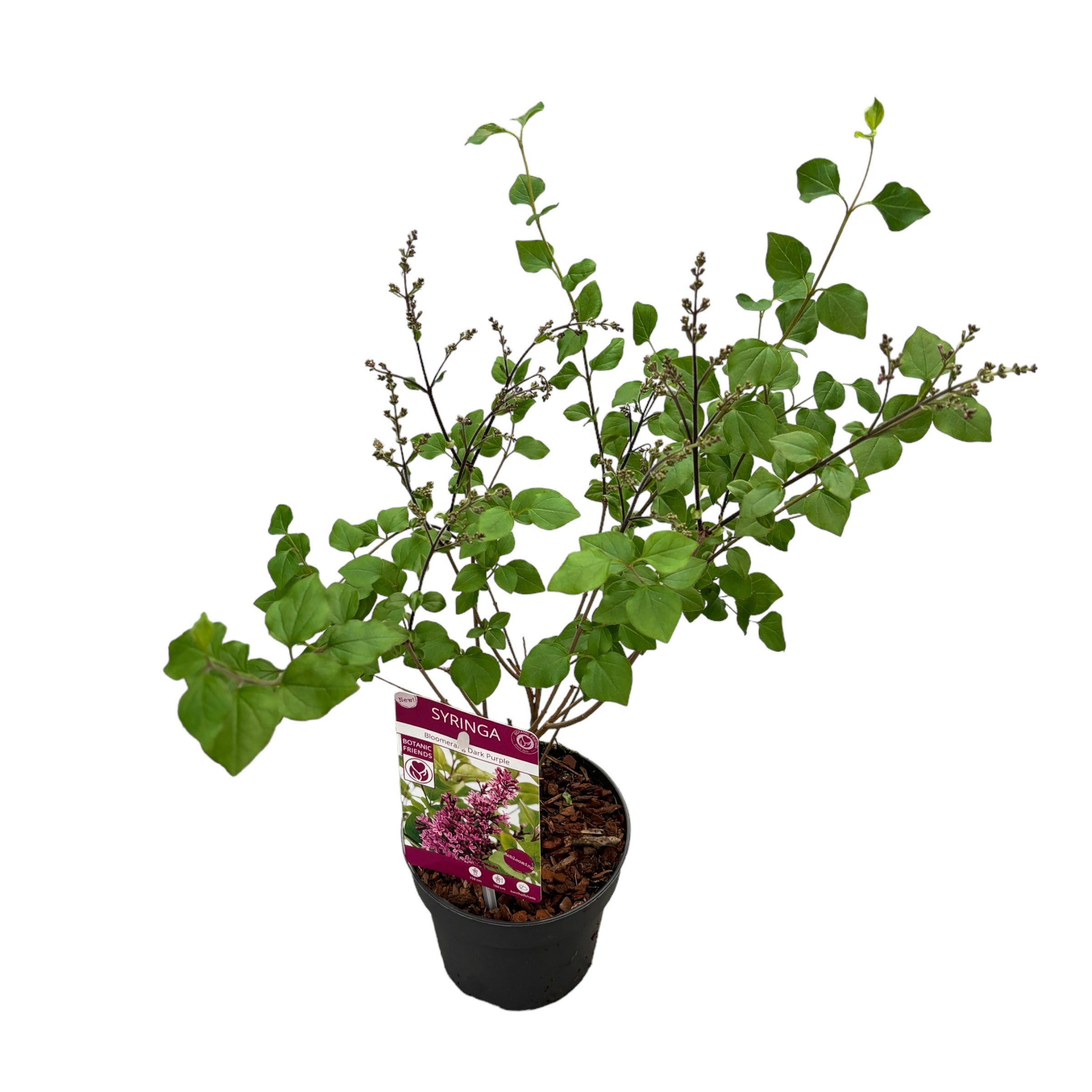 Liliac cu infloriri repetate - Syringa 'Bloomerang Dark Purple' - flori foarte parfumate