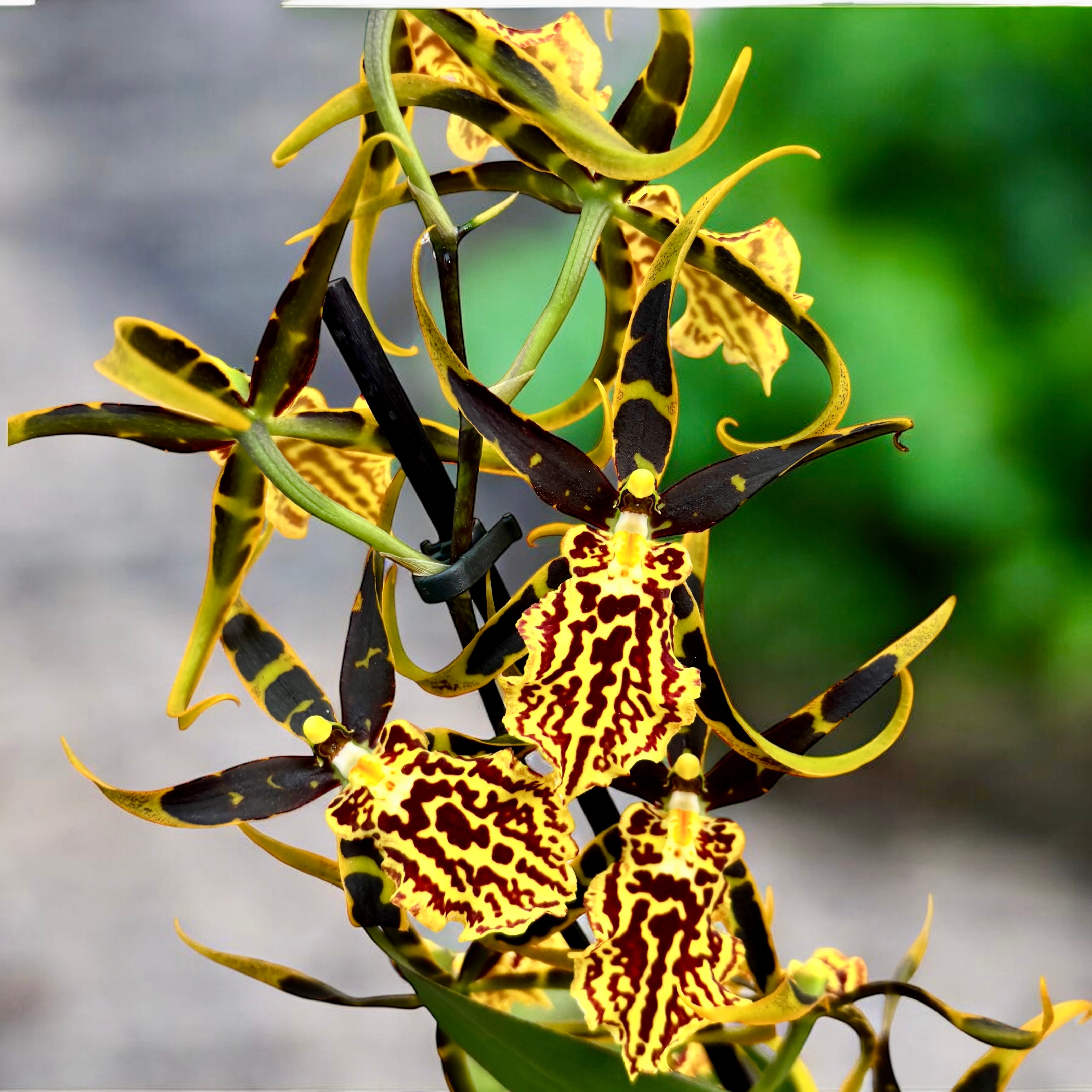 Brascidostele Gilded Tower 'Mystic Maze' – Secret Garden Plant Shop