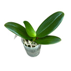 Phalaenopsis Pingtung Bronze Age - voskové vonné květy