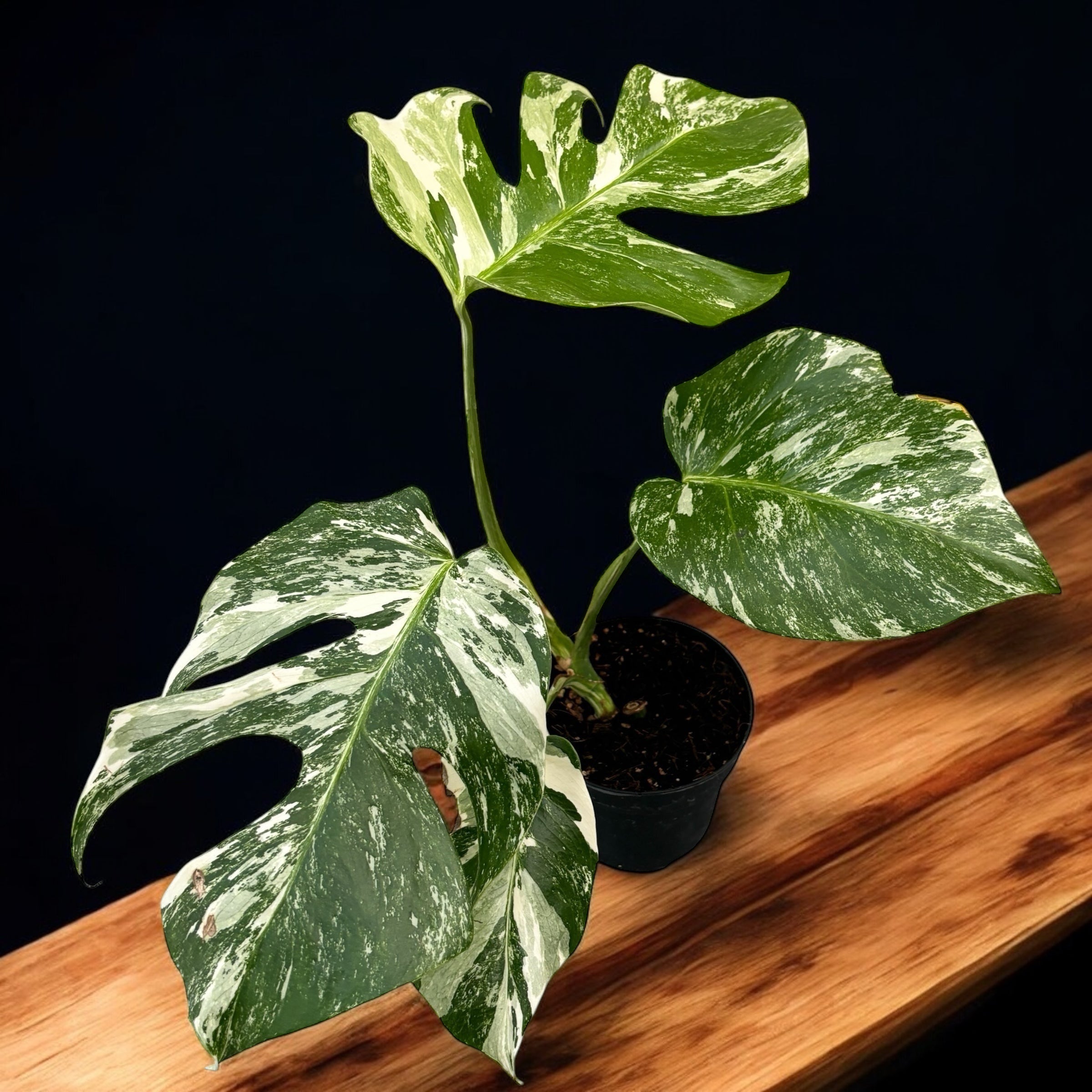 Monstera deliciosa 'Variegata' D12