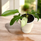 Philodendron 'Florida Ghost' - variété rare, avec feuillage caméléon et aspect exotique