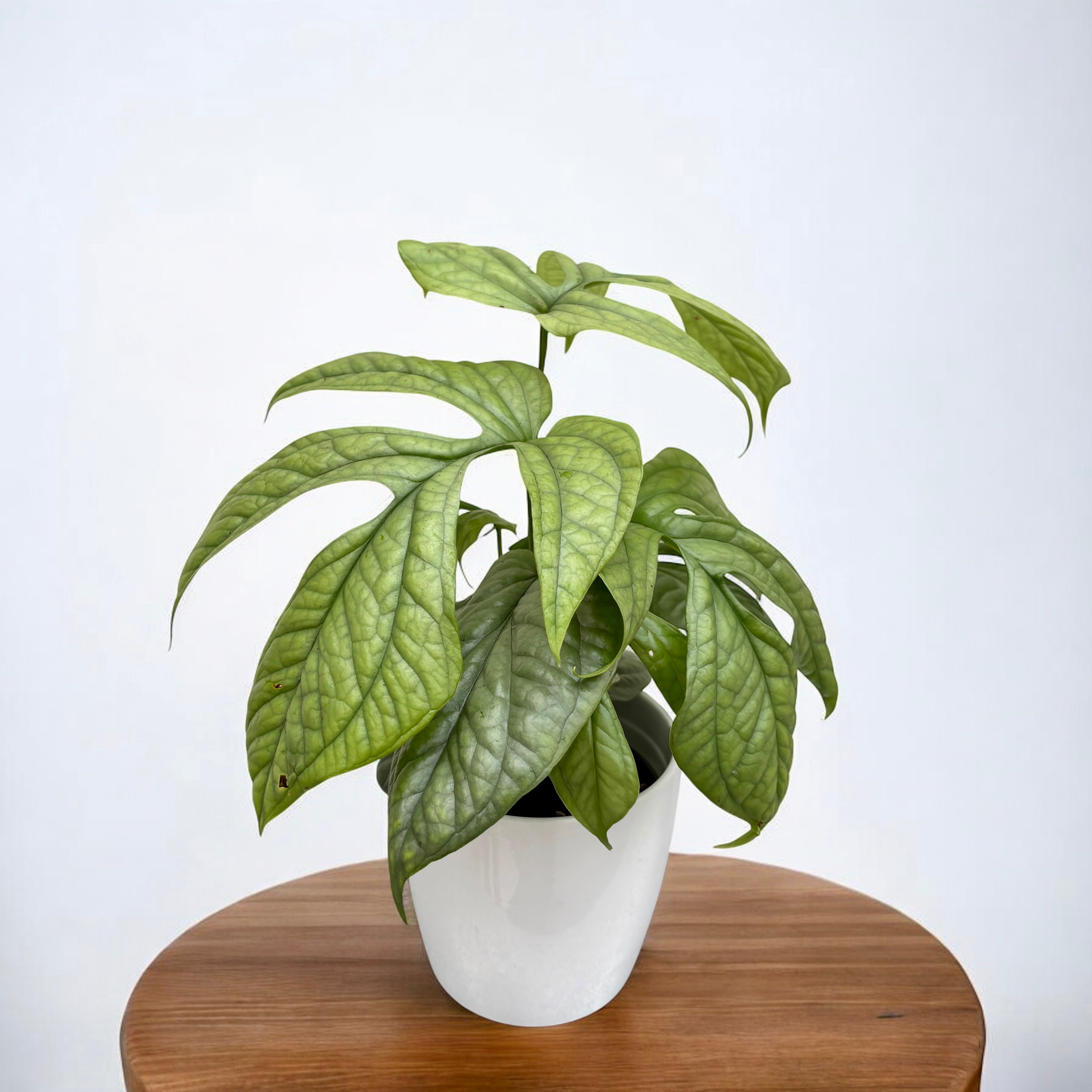 Amydrium medium 'Silver Spiderman' (Spiderman Monstera Silver)