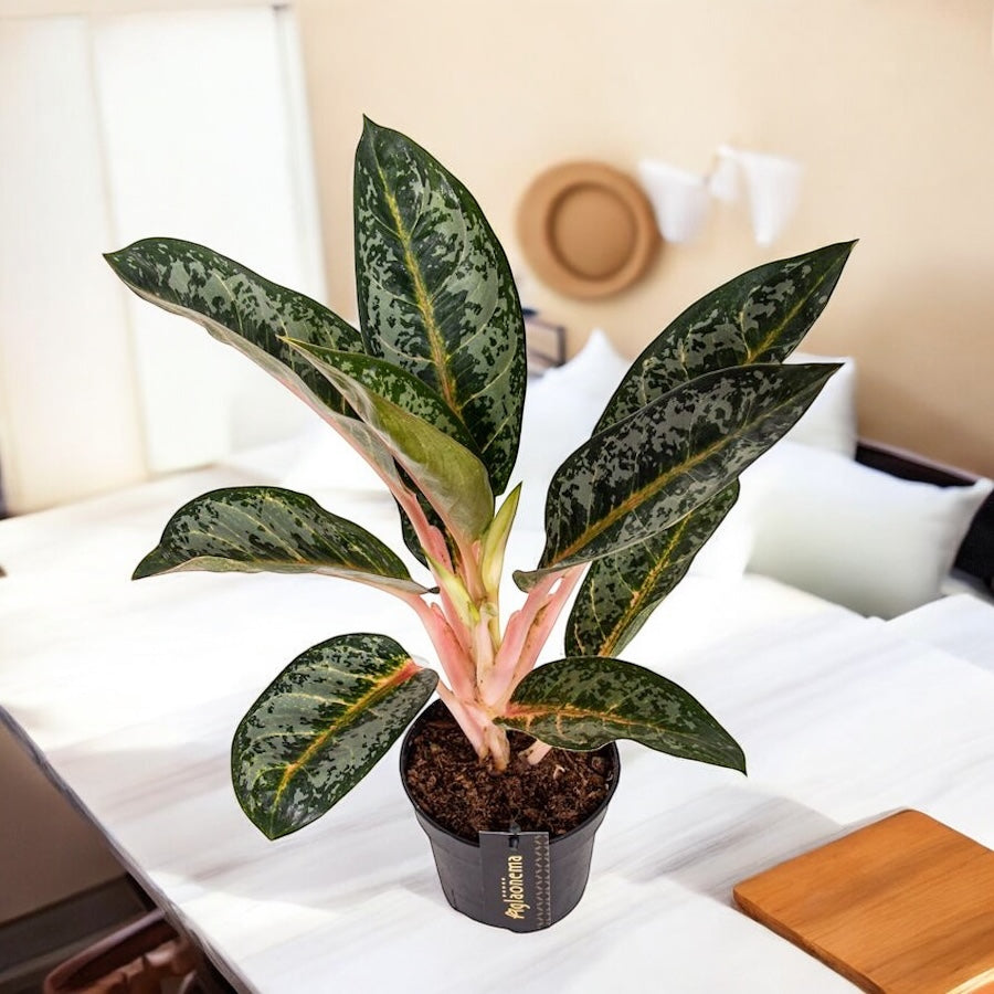 Aglaonema ‘Orange Flame’ – explosión tropical de colores cálidos y vibrantes