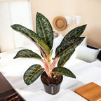 Aglaonema ‘Orange Flame’ – explozie tropicala de culori calde si vibrante