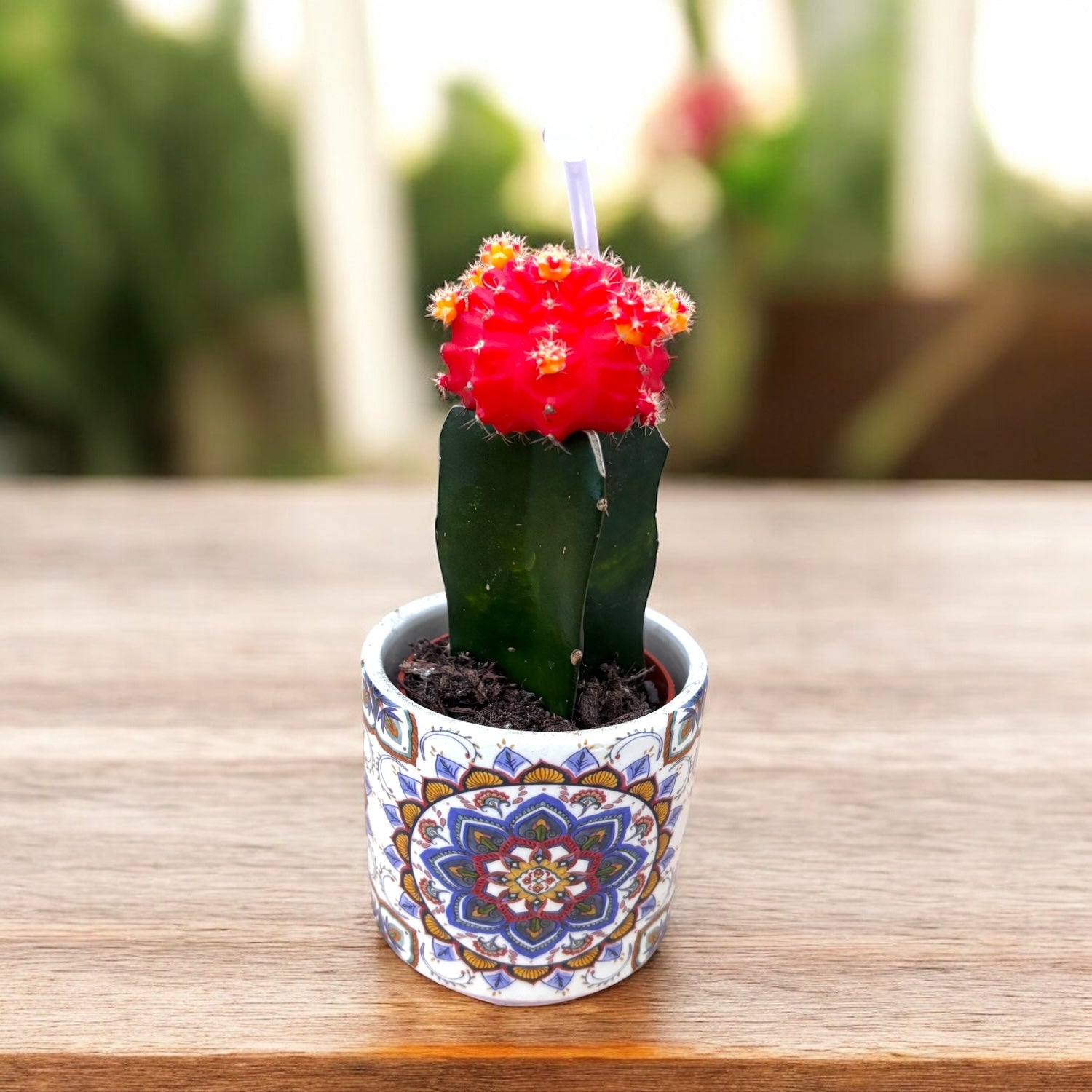 Gymnocalycium mini