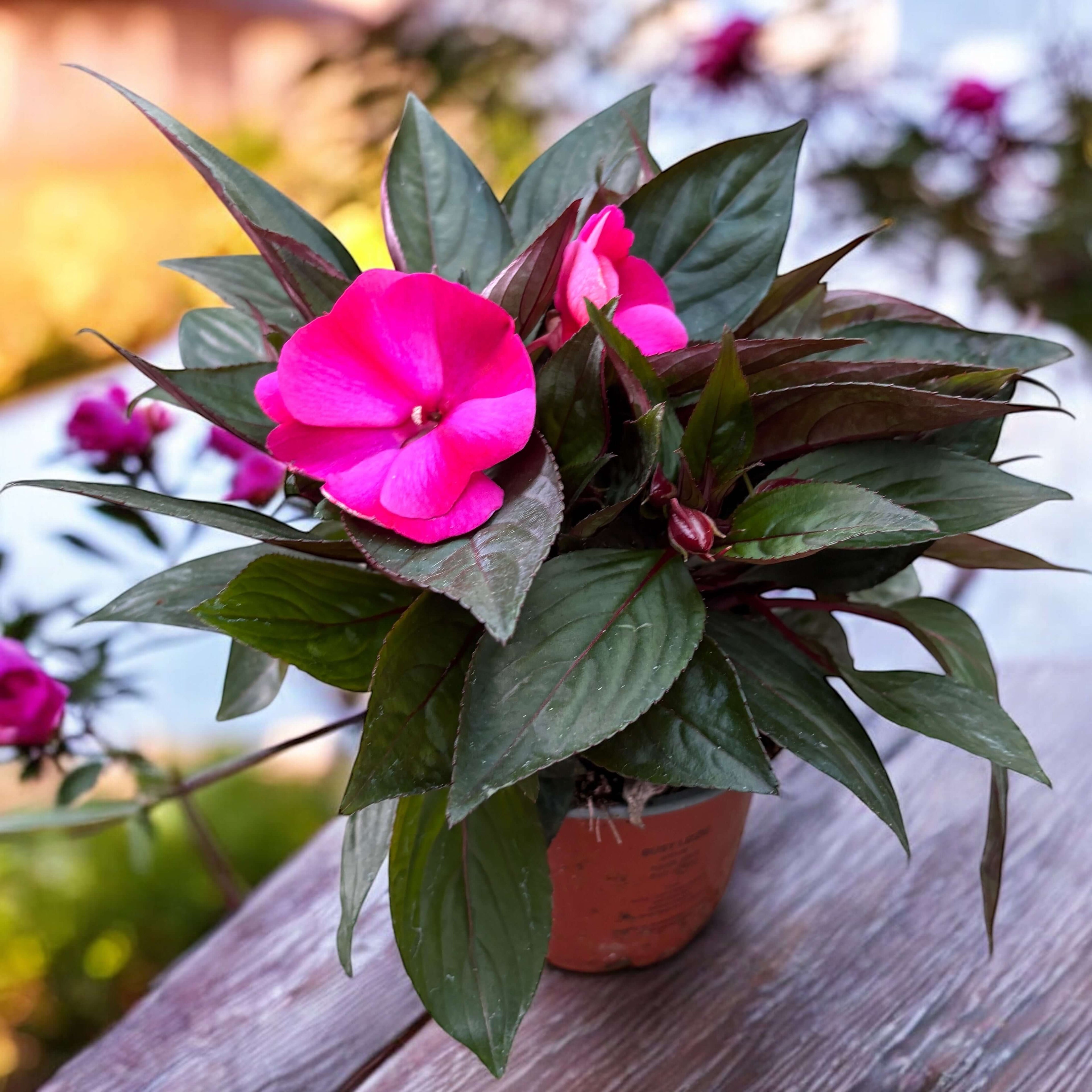 Impatiens New Guinea 'Purple Flame' in pot with vibrant pink flowers and lush green foliage.