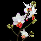 Phalaenopsis Liu's Triprince 'Splash' SM/TOGA *parfumata