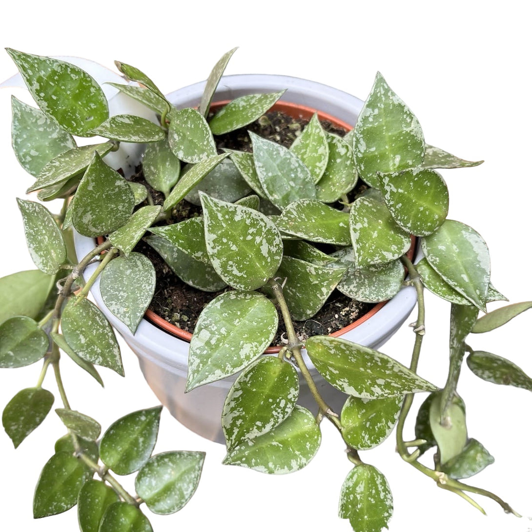 Hoya krohniana 'Splash' - full pots, 4-5 plante/pot