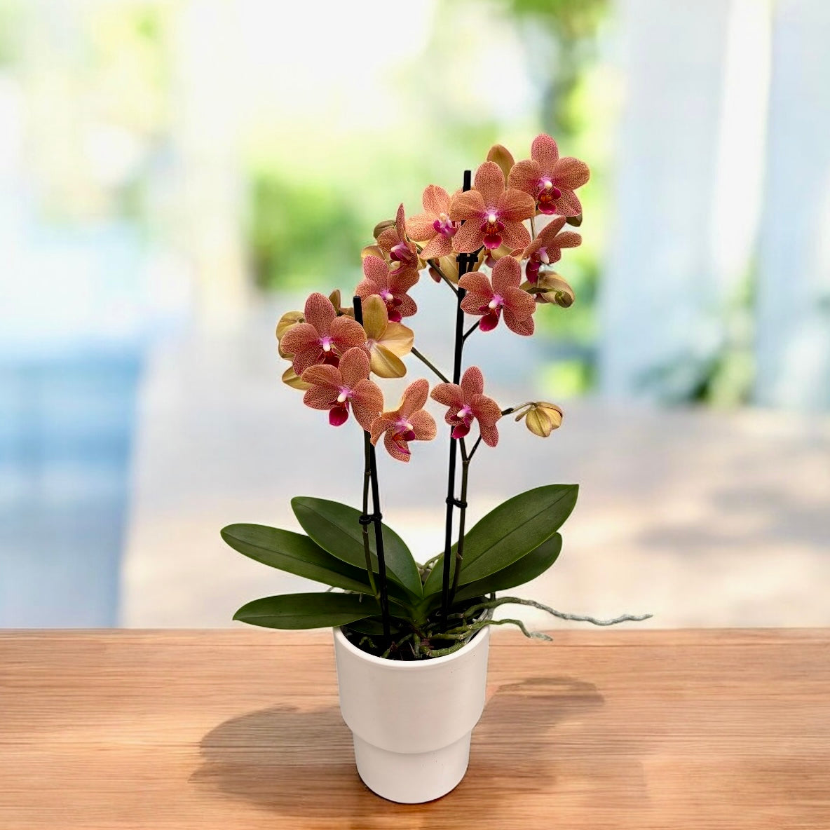 Phalaenopsis Sunset Love