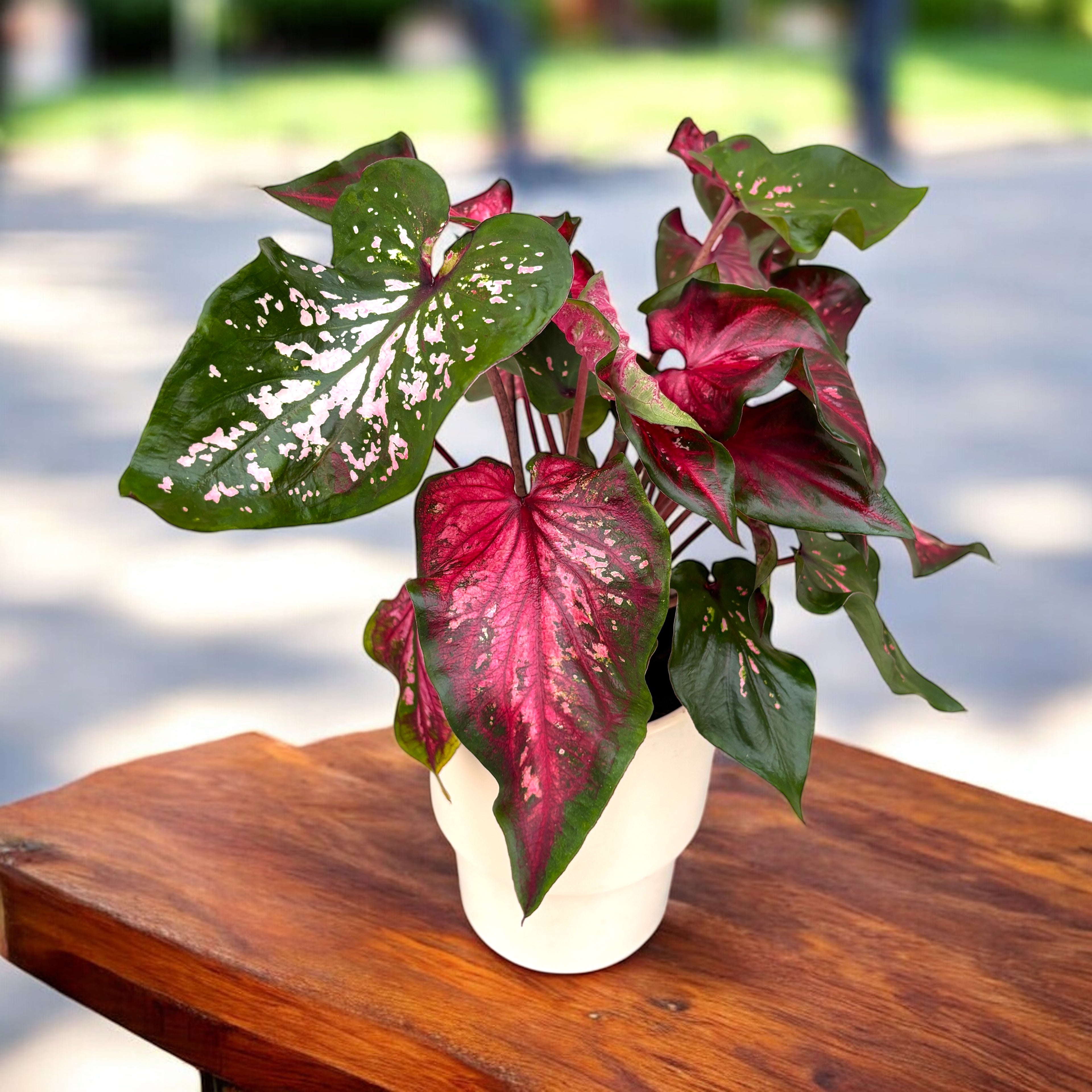 Caladium 'Scarlet Flame' - explozie de culoare cu frunze rosii spectaculoase