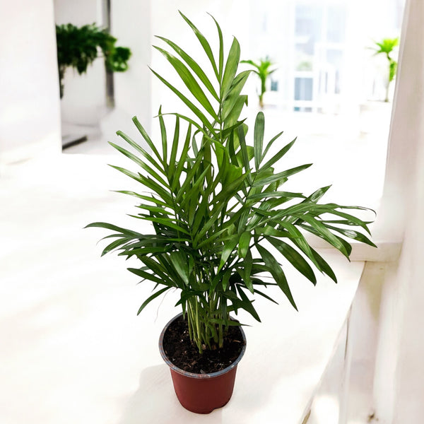 Chamaedorea Elegans Palme (Zwergwohnungspalme) D9