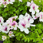 Géraniums parfumés anti-moustiques - Pelargonium ‘Angel Parfum Fenna’