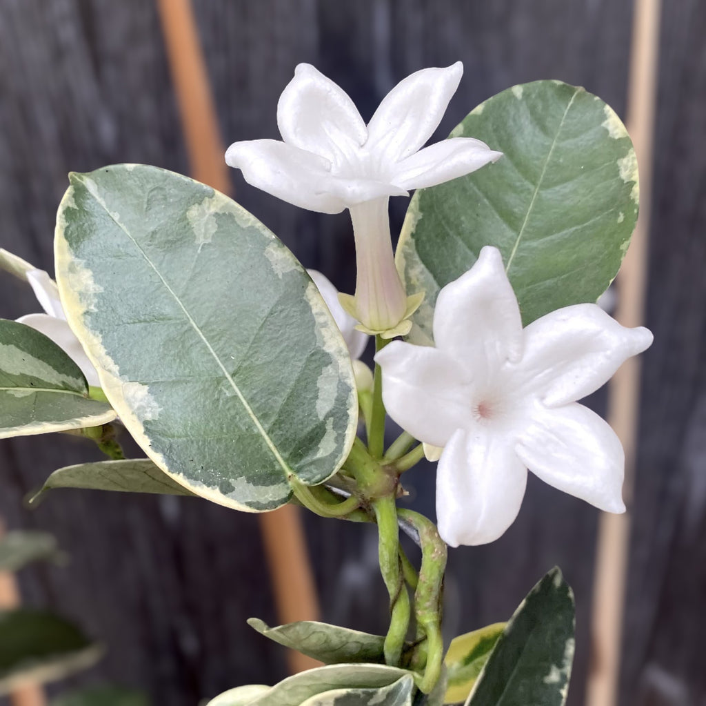 Stephanotis floribunda ‘Alpine’ (tarka) - Madagaszkári jázmin (illatos)