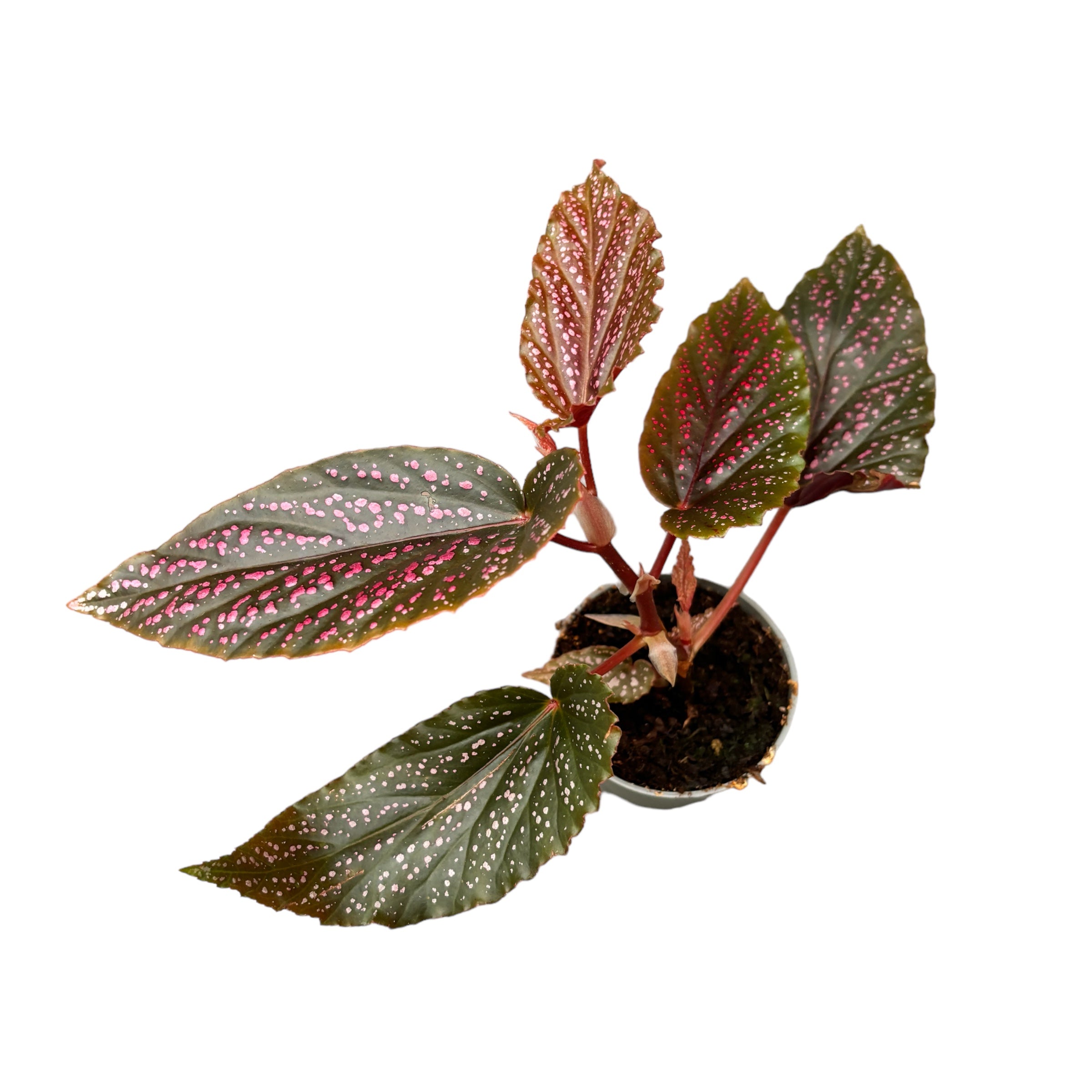 Begonia 'Polka Dot Pink' (babyplant)