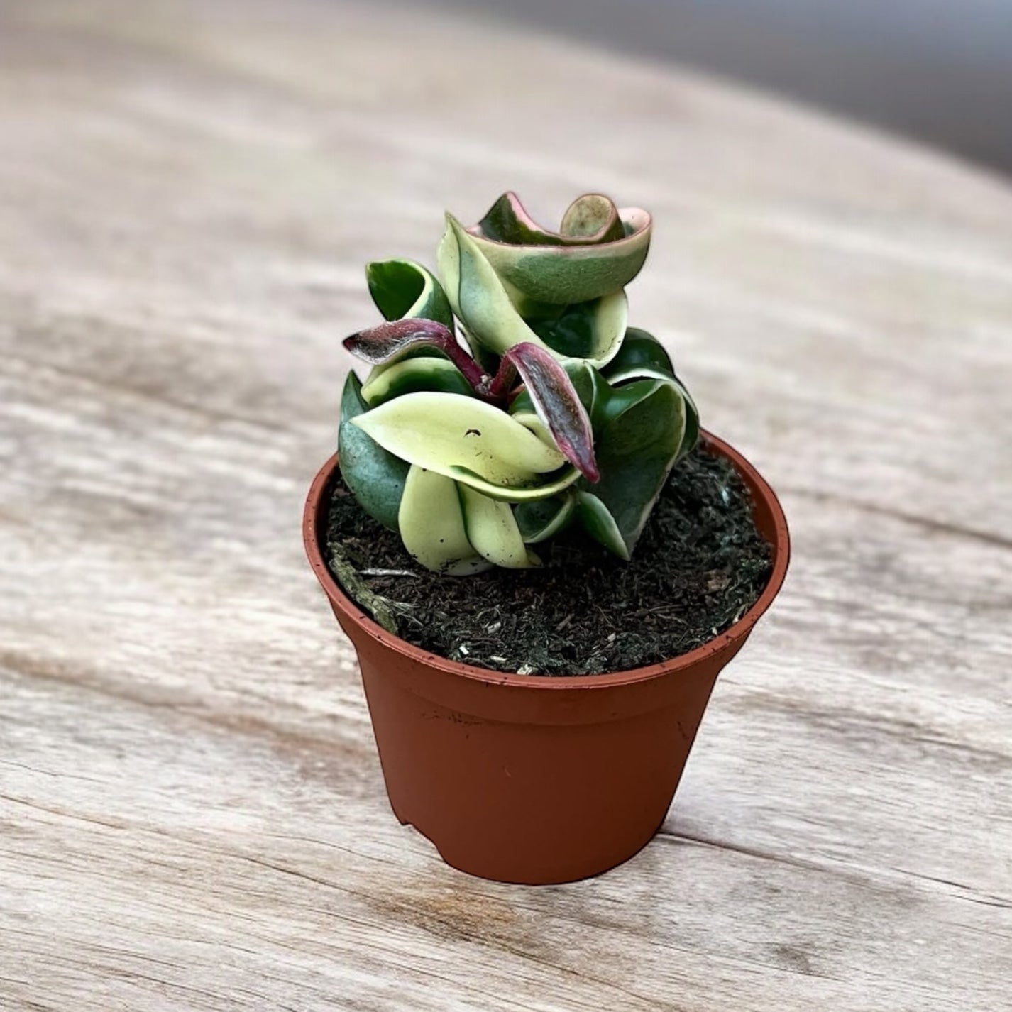 Hoya compacta 'Regalis' (albomarginata) D6