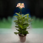 Epidendrum radicans ‘Saumon’ - spécimens développés