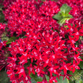Pentas lanceolata ‘Graffiti Lipstick’ - Steaua Egiptului, inflorire continua
