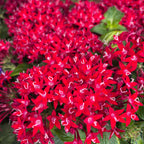 Pentas lanceolata ‘Graffiti Lipstick’ - Steaua Egiptului, inflorire continua
