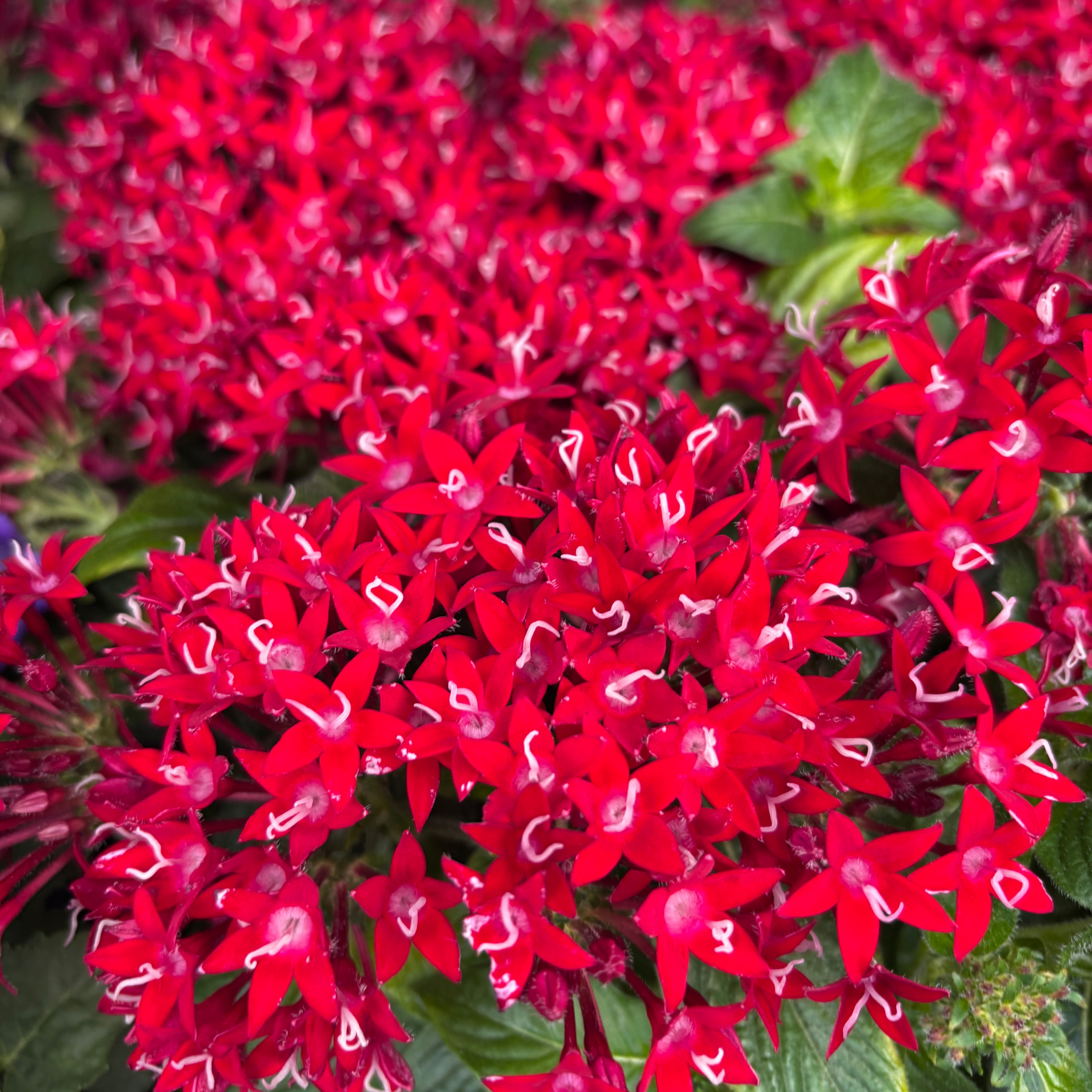 Pentas lanceolata ‘Graffiti Lipstick’ - Steaua Egiptului, inflorire continua