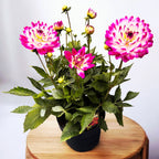 Dahlia Labella Maggiore ‘Rose Bicolour' - dalii cu flori XL, inflorire abundenta, exemplare XXL