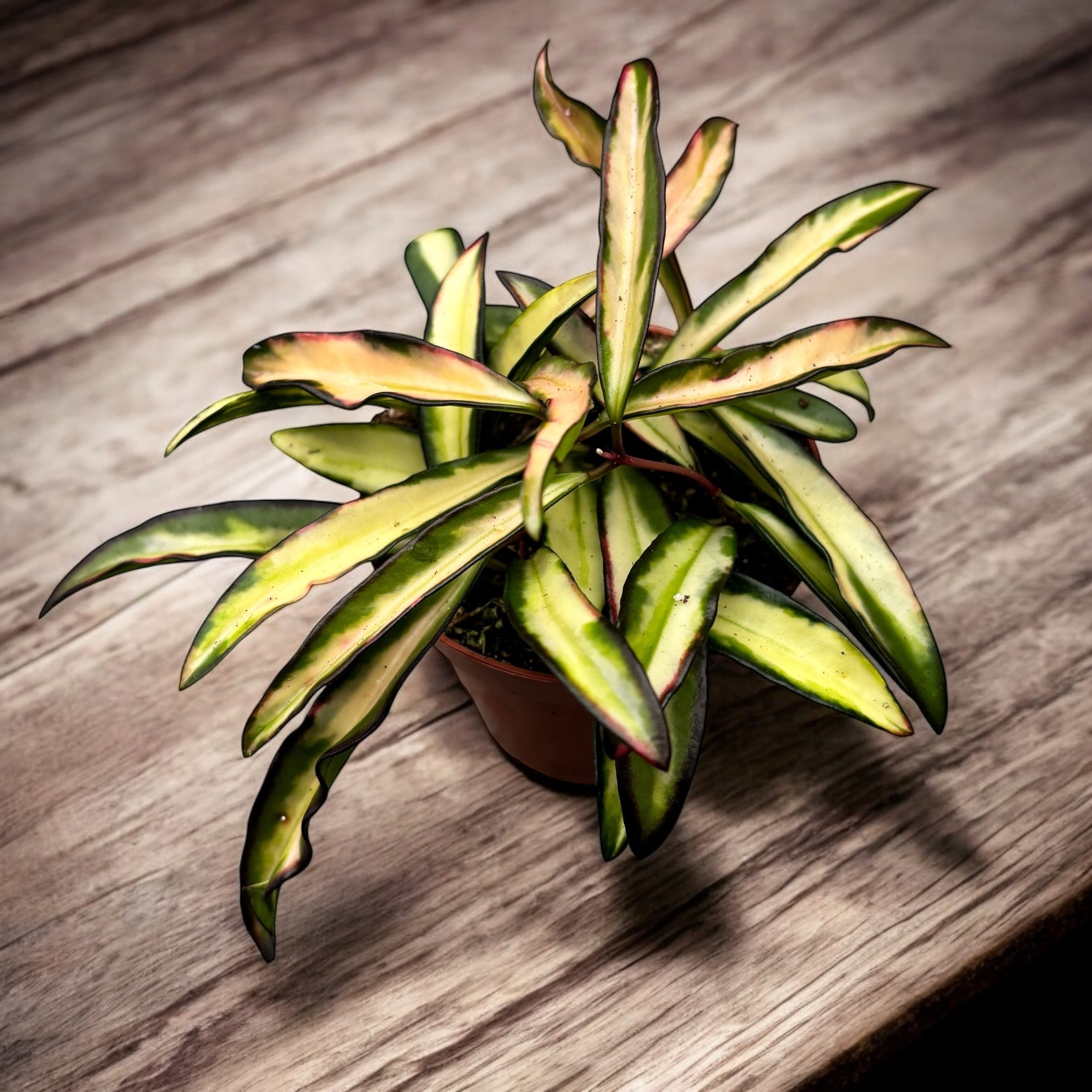 Hoya wayetii 'Variegata' - full pots D9