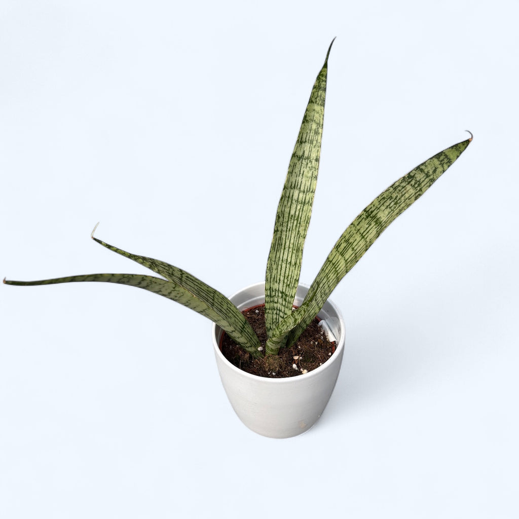 Sansevieria ‘Everest’