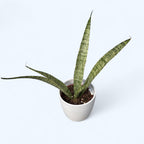 Sansevieria « Everest »