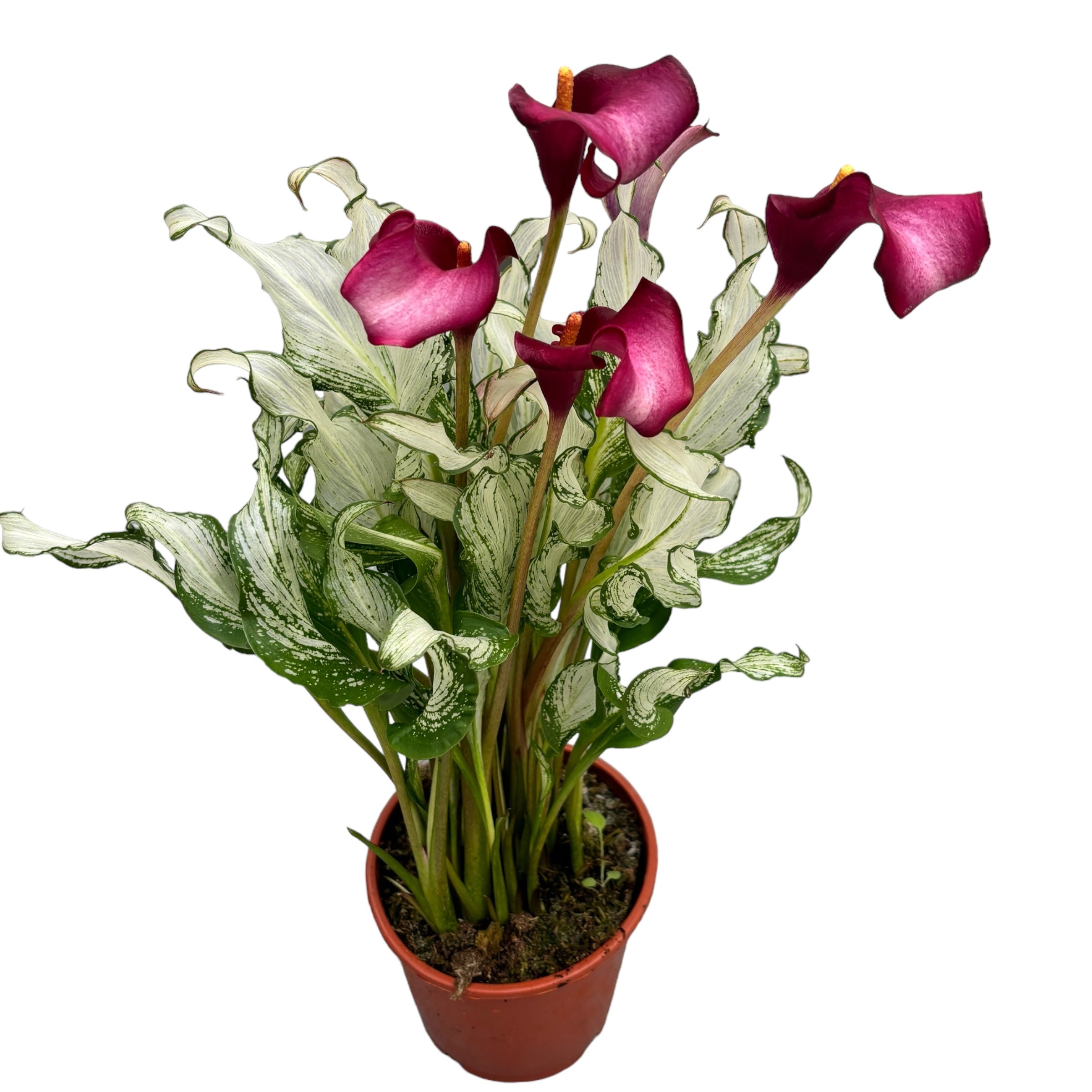 Cale Zantedeschia 'Frozen Queen'