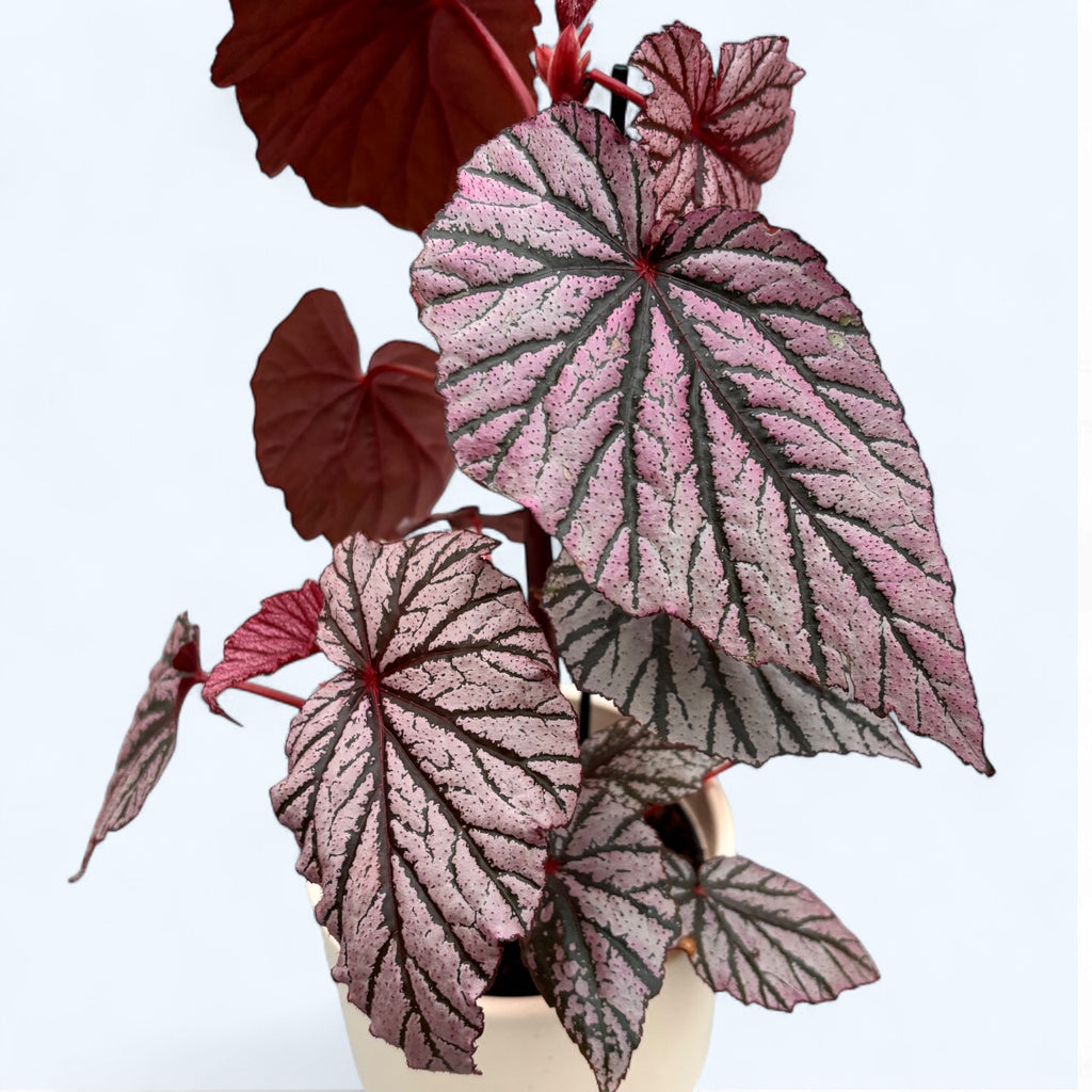 Begonia maculata 'Ashura'