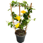 Mandevilla Diamantina Opale Citrine ('Lancalifornia')- flori parfumate