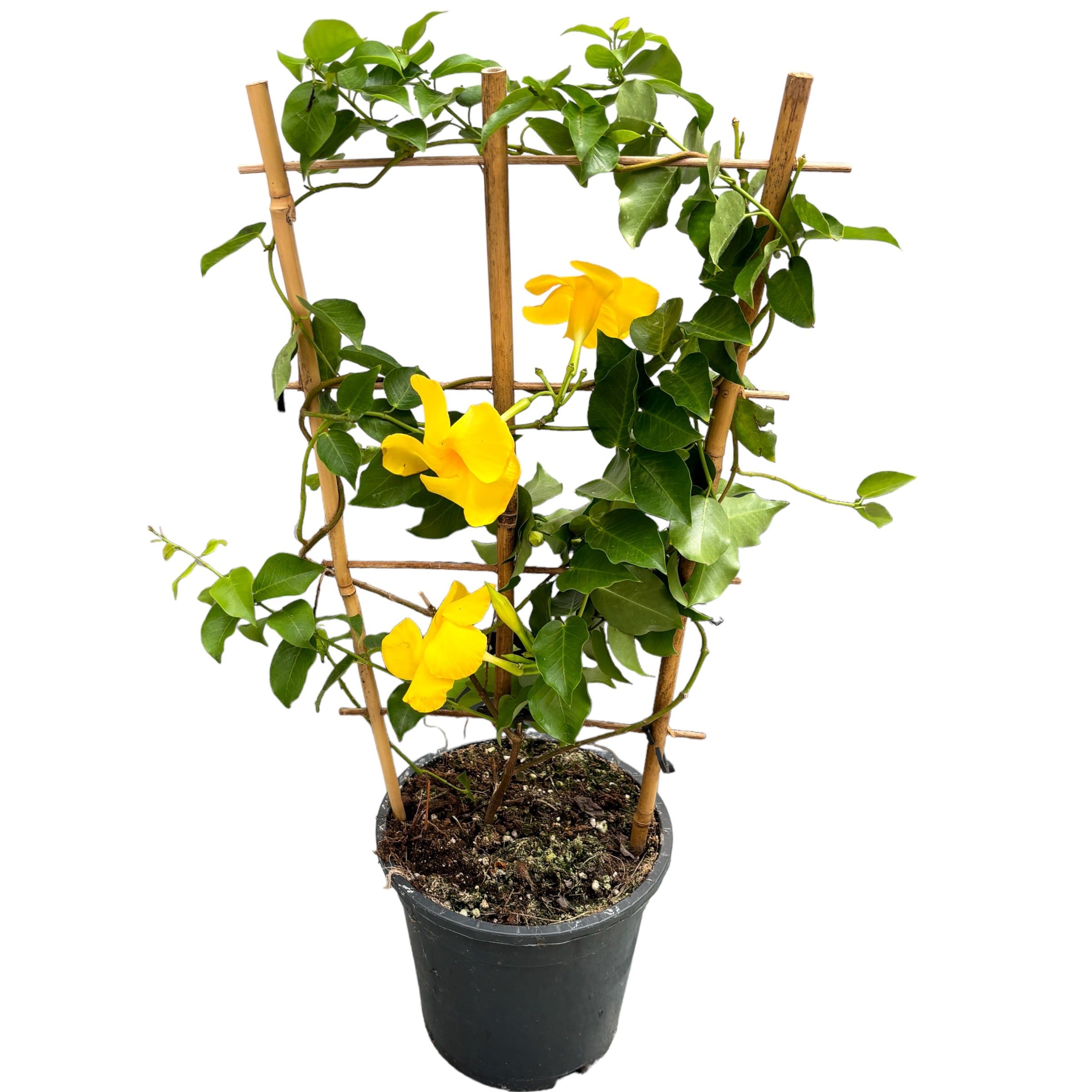 Mandevilla Diamantina Opale Citrine ('Lancalifornia')- flori parfumate