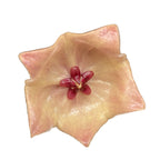 Hoya patella 'Pink' (IML 1096)