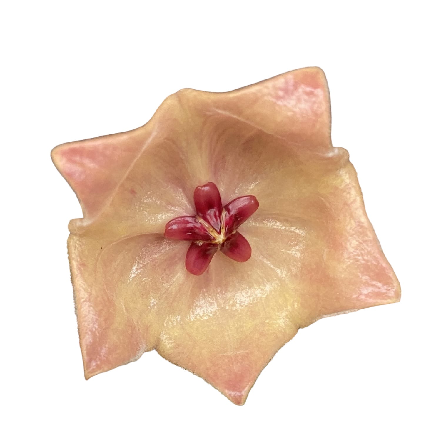 Hoya patella 'Pink' (IML 1096)