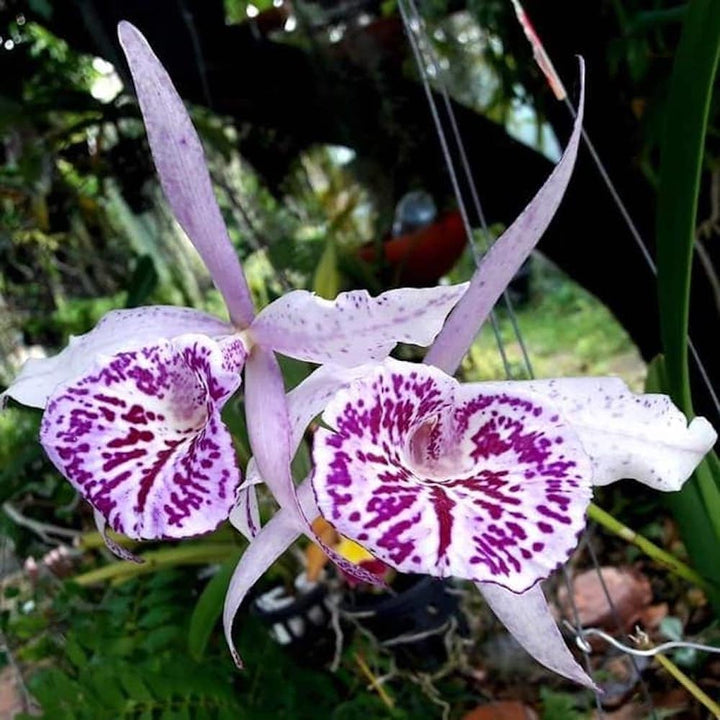 Brassocattleya Yu Toung Star