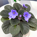 Saintpaulia Toronto - blau-violette Veilchen