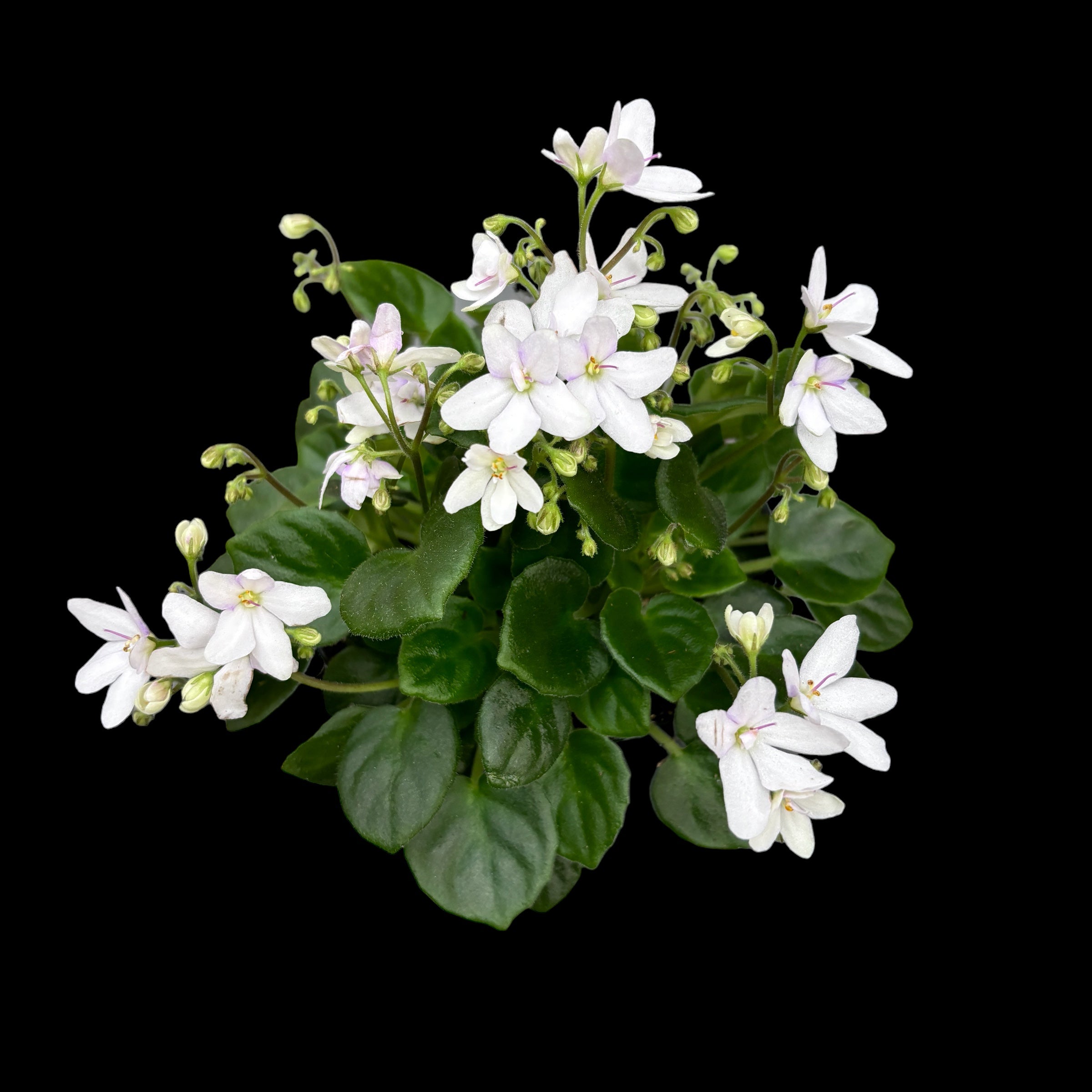 Saintpaulia Mini White  - violete speciale